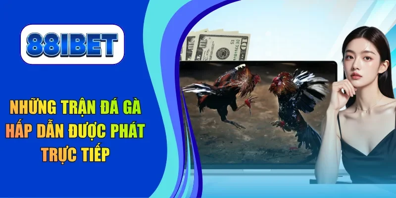 Những trận đá gà hấp dẫn được phát trực tiếp